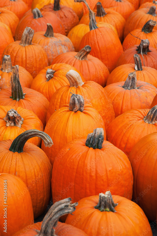 Pumpkins on market stall Pumpkins on market stall