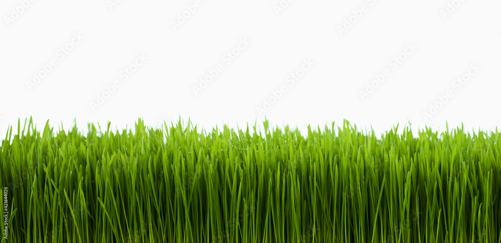 Field of grass Field of grass