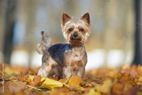 Adorable Yorkshire Terrier dog with a puppy haircut posing outdoors standing on fallen maple leaves in autumn © Eudyptula