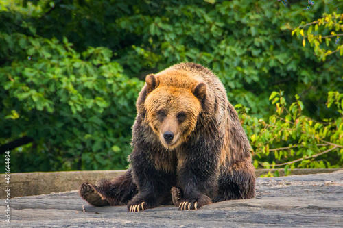 Zoo Bear