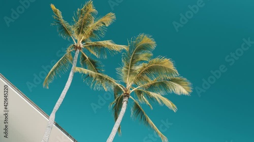 4K Palm tree coconut tree blue sky