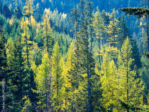 USA, Washington State. Autumn color with yellow and green.