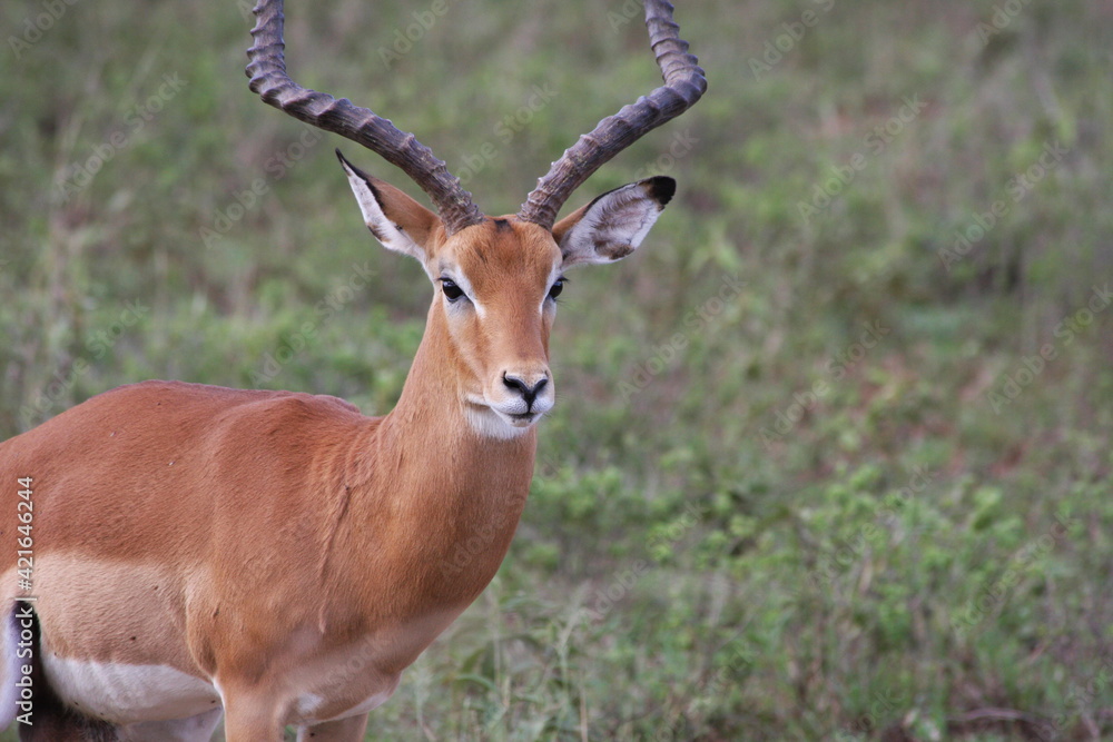 Fototapeta premium impala in the wild