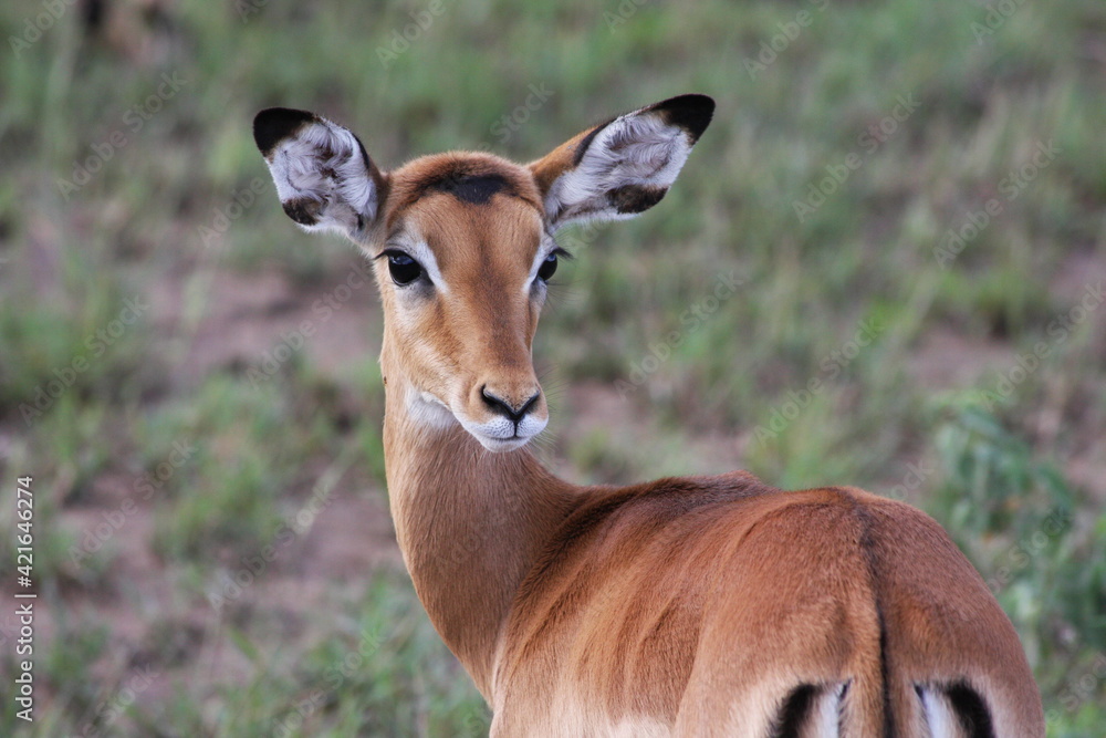 impala profile impala profile
