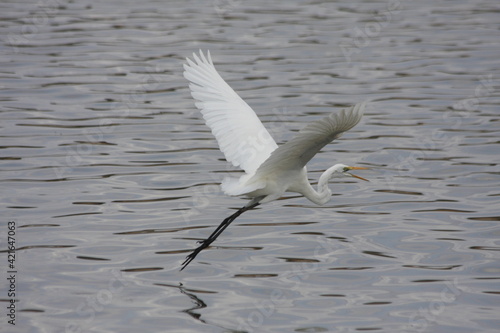 great egret in flight