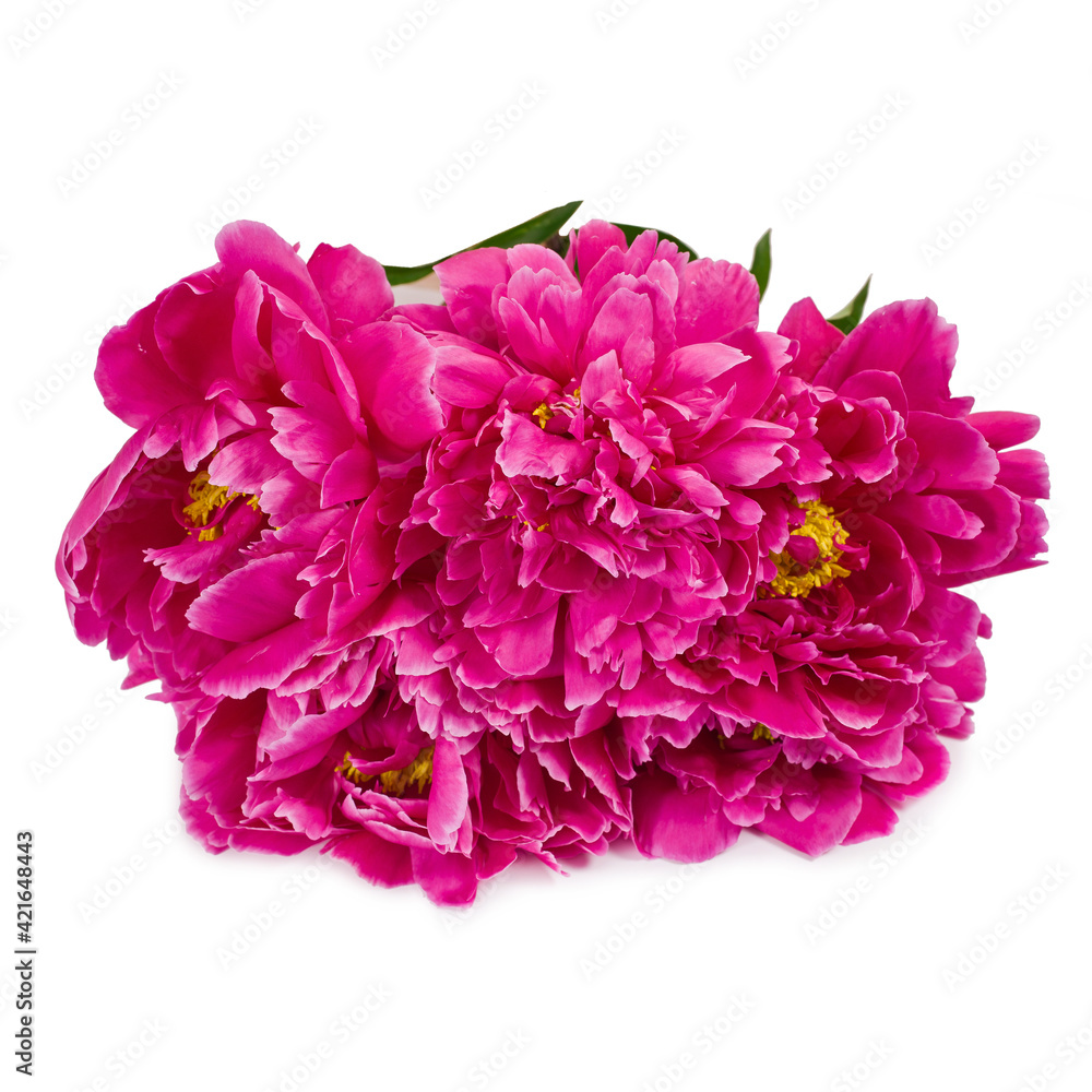Pink peony flower heads (Paeonia lactiflora) isolated on a white background. Pink peony flower heads (Paeonia lactiflora) isolated on a white background.