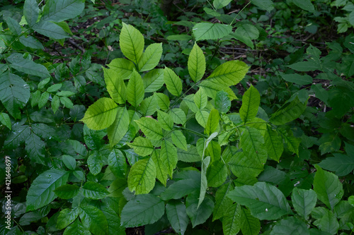 Young plant with fresh green leaves growing not high to earth