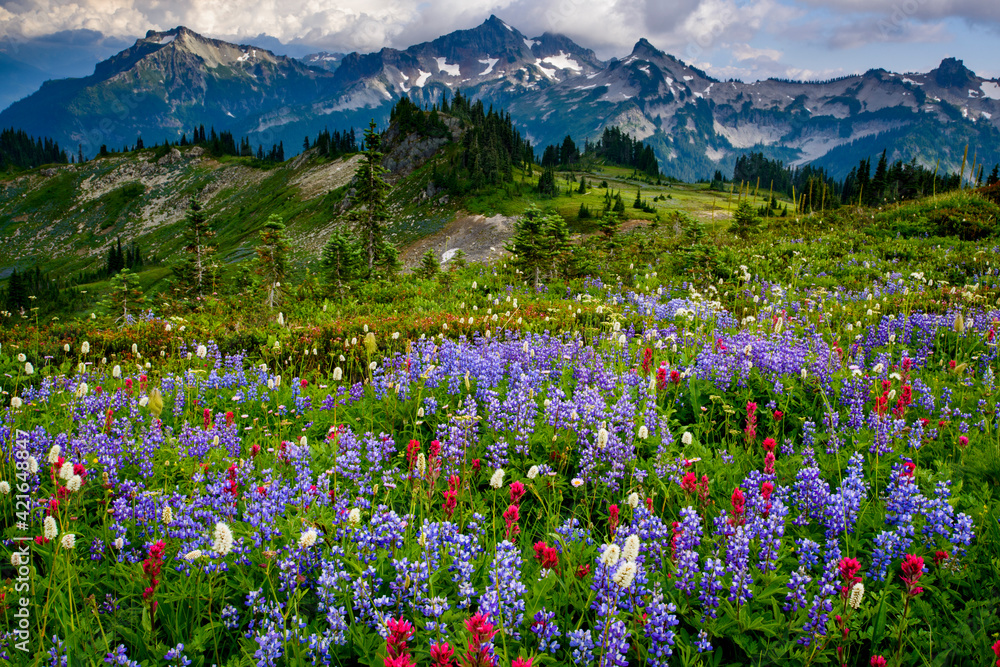 Obraz premium USA, Washington State, Mount Rainier National Park. Wildflowers carpet edge of Paradise hiking trail.