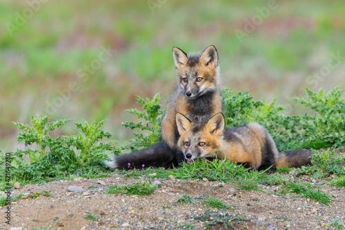 Wallpaper Mural USA, Washington State. Red fox kits. Torontodigital.ca