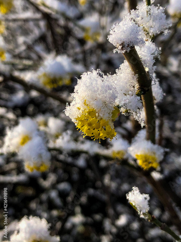 Schnee bedeckter gelb blühender Strauch im Frühling © Marco Sorich