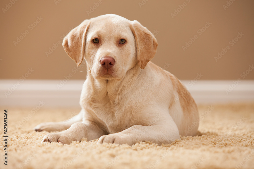 Portrait of Yellow Labrador Retriever Portrait of Yellow Labrador Retriever