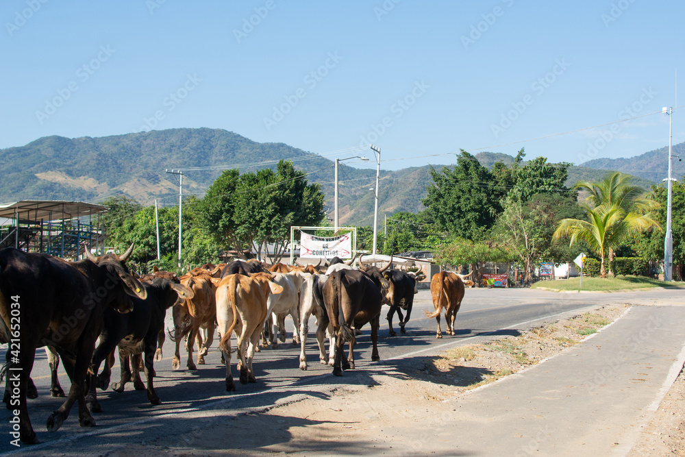 Obraz premium ganado