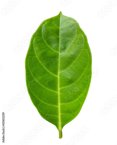 Jackfruit plant leaf  isolated on white background