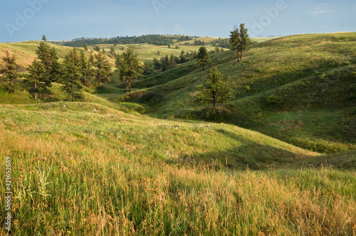 USA, Nebraska, green field