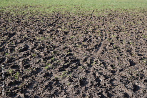 Muddy field with grass footprints and tire tracks in mud 
