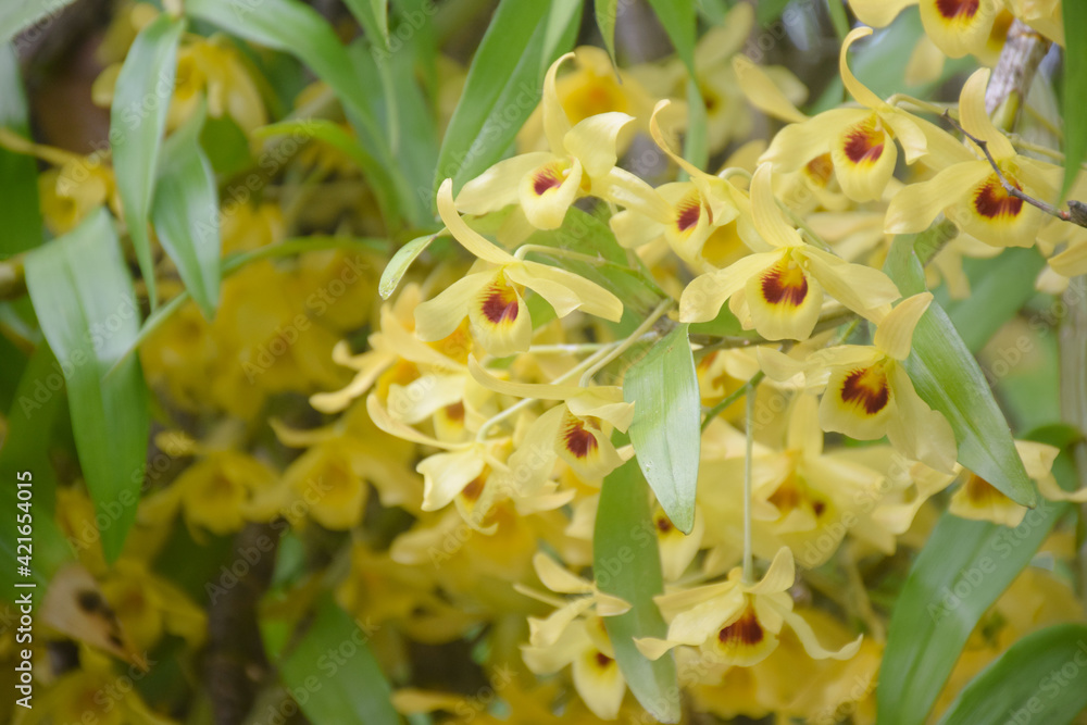Fototapeta premium yellow orchid with natural background