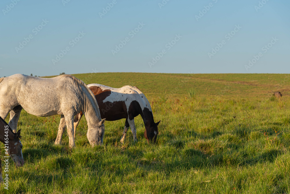 Creole horses feeding on an equine farm in the state of Rio Grande do Sul in Brazil. Creole horses feeding on an equine farm in the state of Rio Grande do Sul in Brazil.