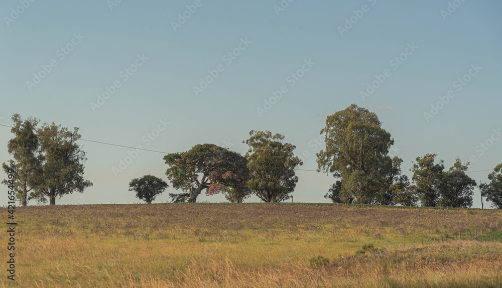Obraz premium Rural landscape of the pampa biome in the fields of Rio Grande do Sul in Brazil
