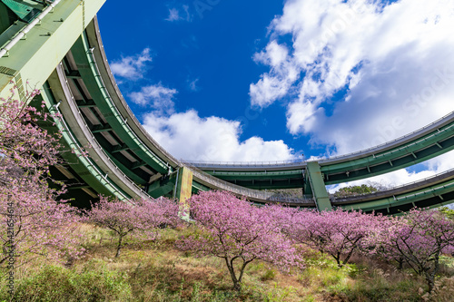 静岡県賀茂郡河津町 河津ループ橋と上条の河津桜