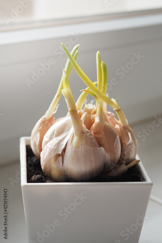 Sprouted garlic in a white pot on the windowsill. Spring gardening at home.