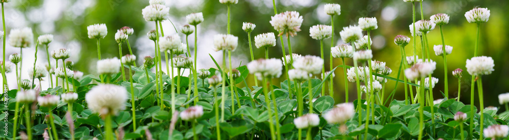 Panoramic view of white clover flowers on green color bokeh background Panoramic view of white clover flowers on green color bokeh background