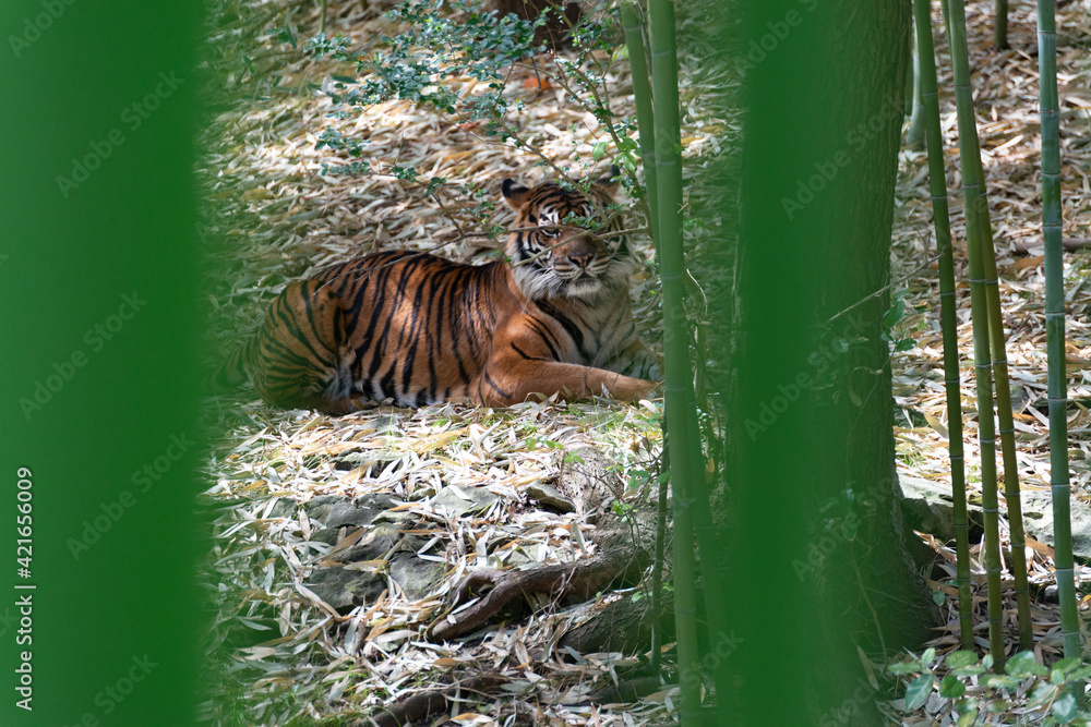 Obraz premium wildlife