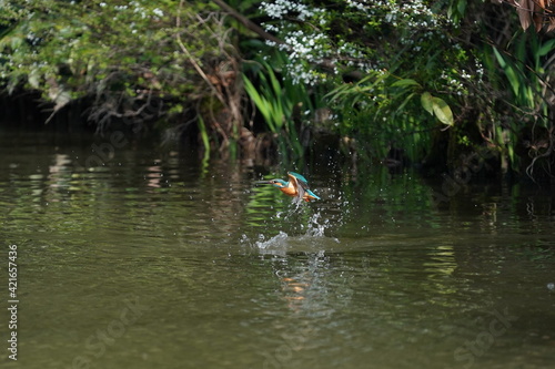 common kingfisher is diving in the pond