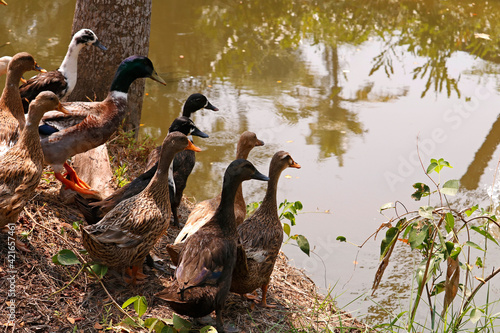 group of ducks are standing near the pond photo