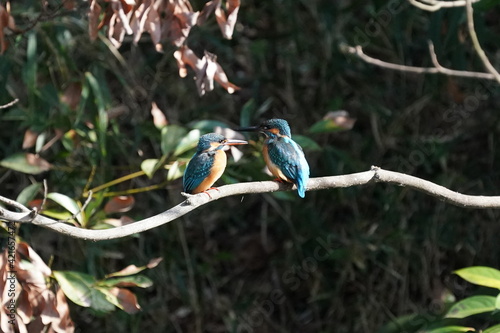 common kingfisher on the branch photo