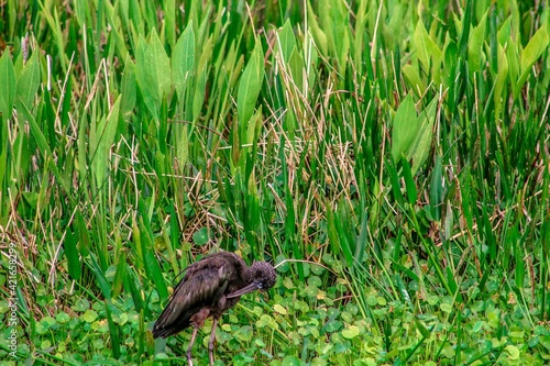 glossy ibis walking in the swamp © Jaimie Tuchman