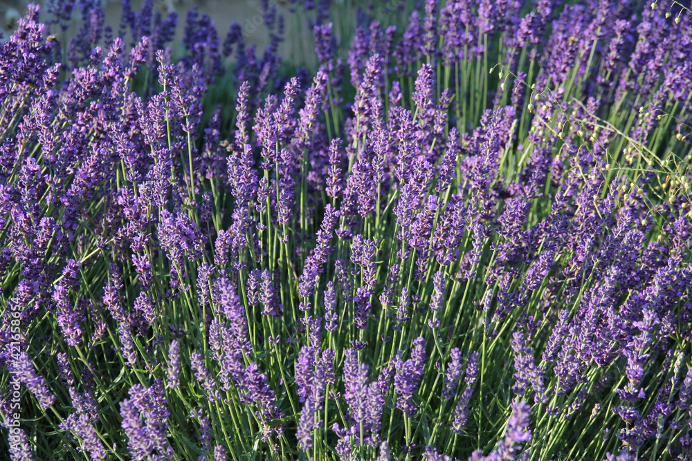 Obraz premium Blooming Lavender