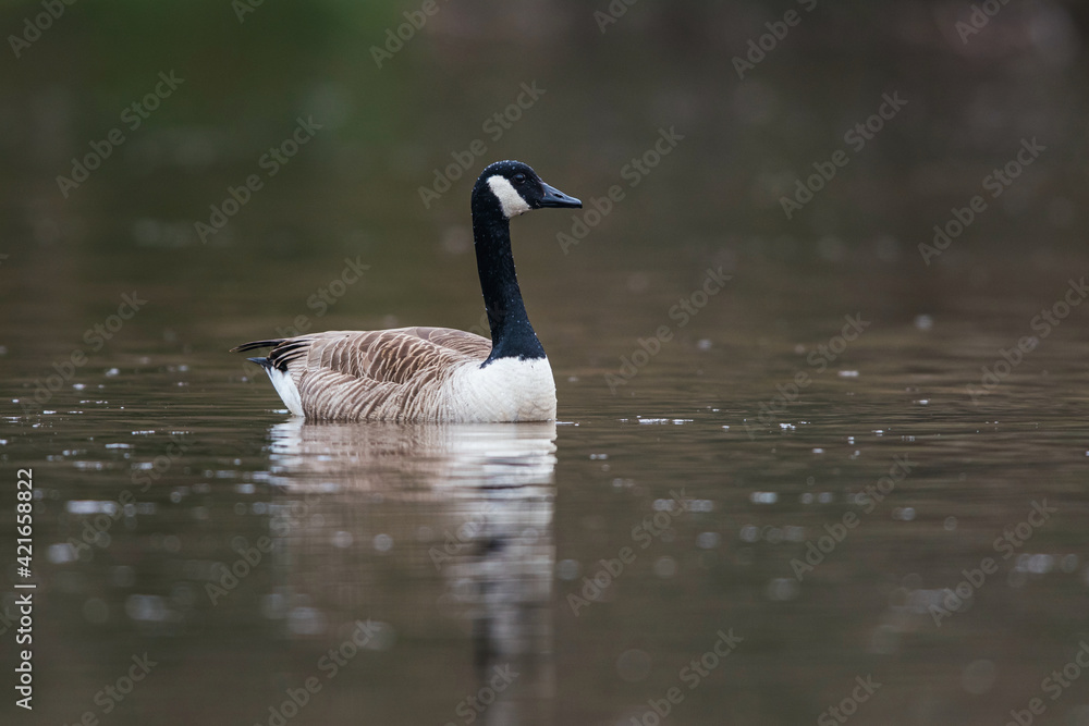Canada Geese, Canada Goose, Branta Canadensis in environment Canada Geese, Canada Goose, Branta Canadensis in environment