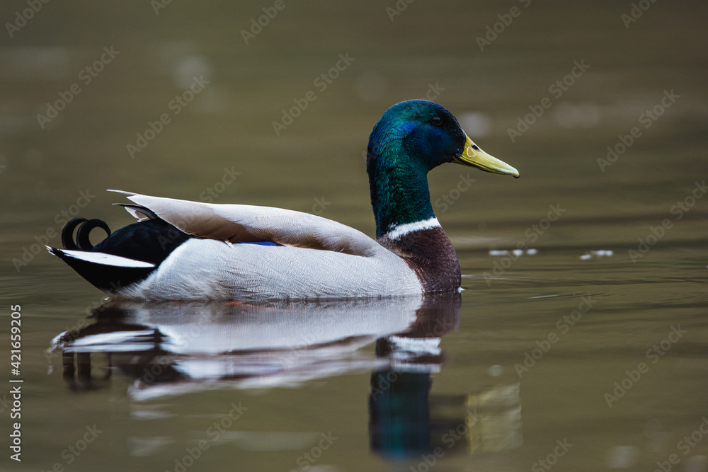 Mallard Duck, Mallard, Anas platyrhynchos Mallard Duck, Mallard, Anas platyrhynchos