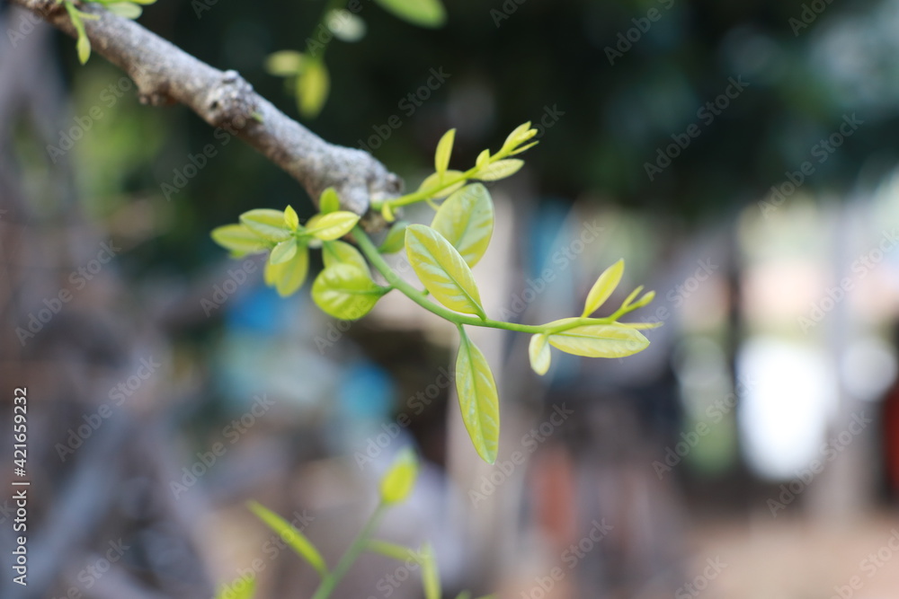 Melientha suavis Pierre,with green leaves. Melientha suavis Pierre,with green leaves.