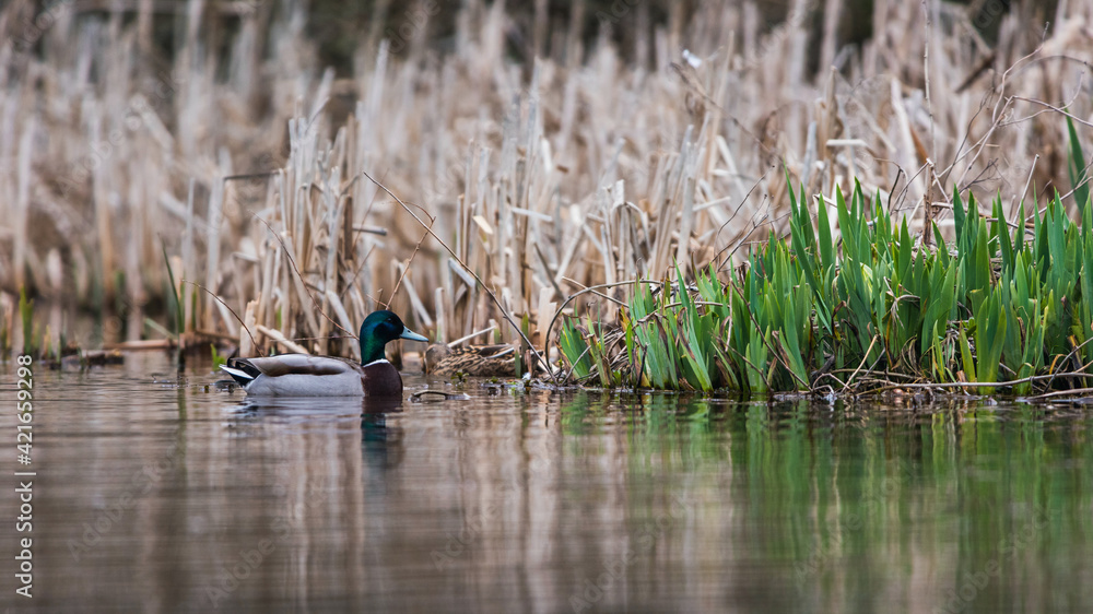 Mallard Duck, Mallard, Anas platyrhynchos Mallard Duck, Mallard, Anas platyrhynchos
