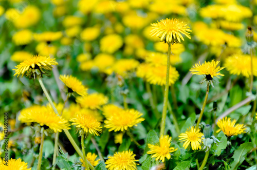 Spring field with the blooming yellow dandelions