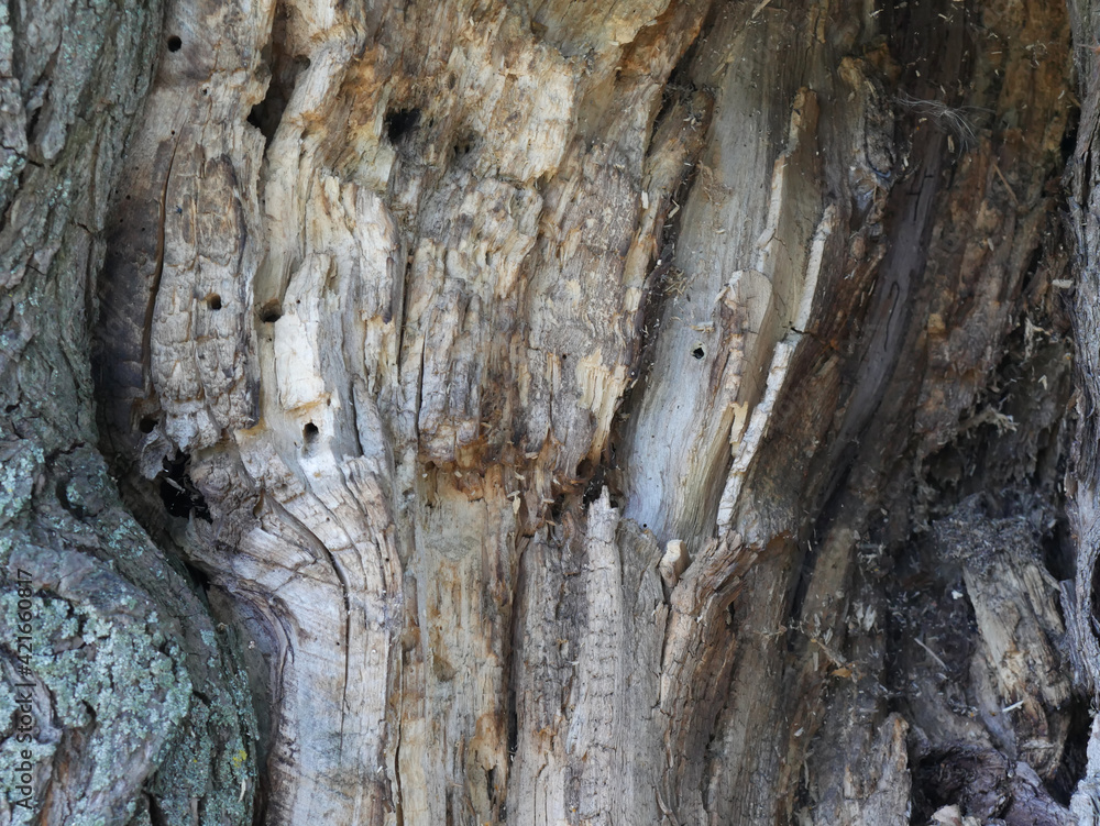 The trunk of an old decayed tree texture. Close The trunk of an old decayed tree texture. Close