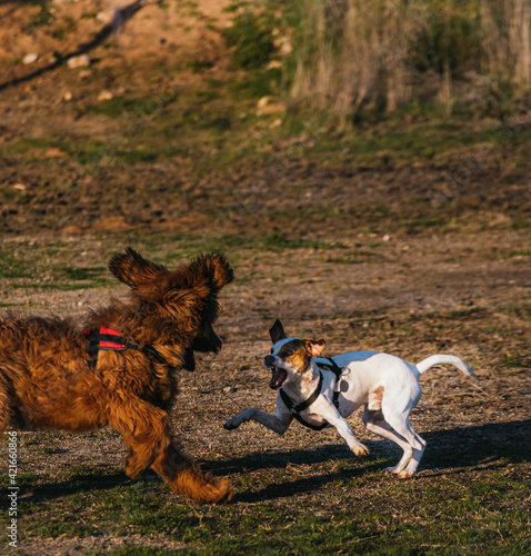 Selective focus of two dogs playing in a park photo