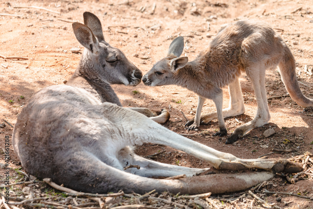 Two red giant kangaroos female and joey nose to nose. Cute young kangaroo and its mother doe lying on the ground. Two red giant kangaroos female and joey nose to nose. Cute young kangaroo and its mother doe lying on the ground.