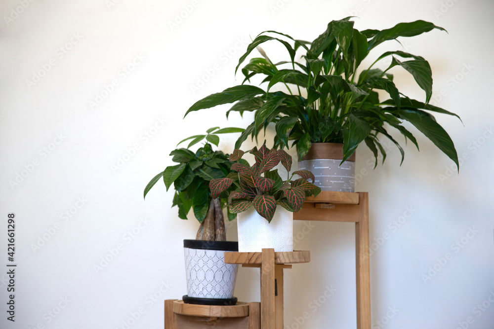Different plants on wooden 3 tier standing planter on white wall wall background Different plants on wooden 3 tier standing planter on white wall wall background