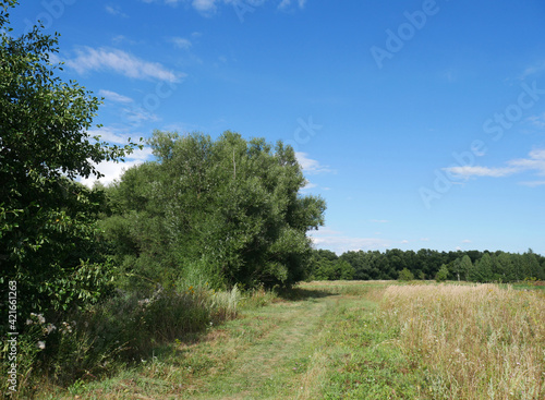 Summer landscape with green grass and blue sky. Country road and trees. Clear day