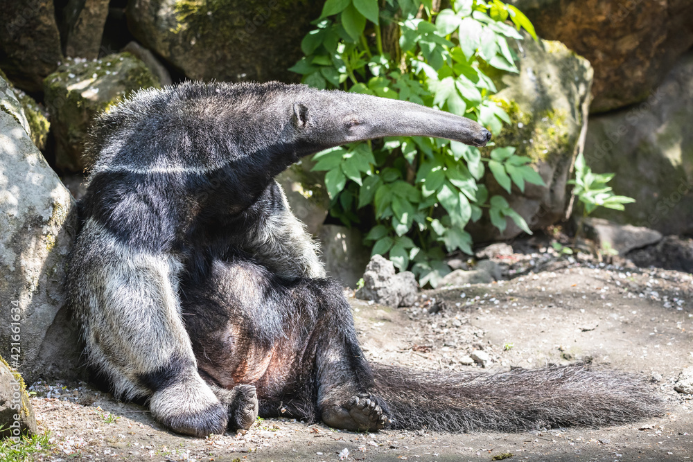 Giant anteater sunbathing leaning against a rock. Furry ant bear ...