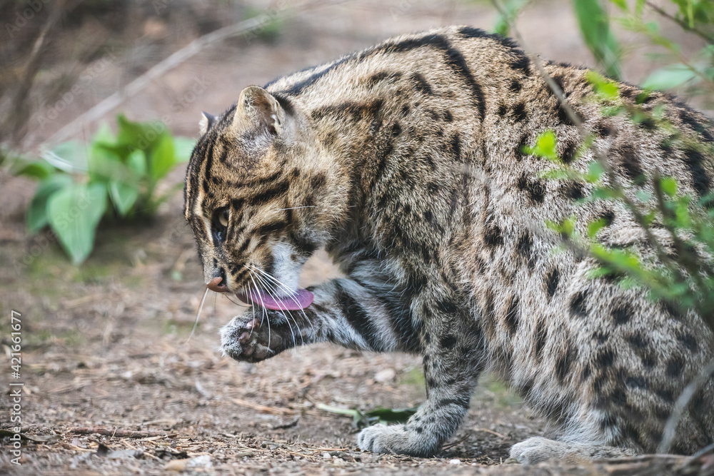 Obraz premium Beautiful fishing cat licking its paw. Wild asian cat (Prionailurus viverrinus) with yellowish tawny fur with black spots and stripes.