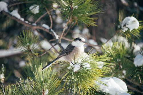 Valokuva Cute little gray jay bird perched on a snowy spruce branch