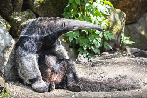 Giant anteater sunbathing leaning against a rock. Furry ant bear (Myrmecophaga tridactyla) with long snout, big bushy tail and chubby belly sitting on the ground. photo