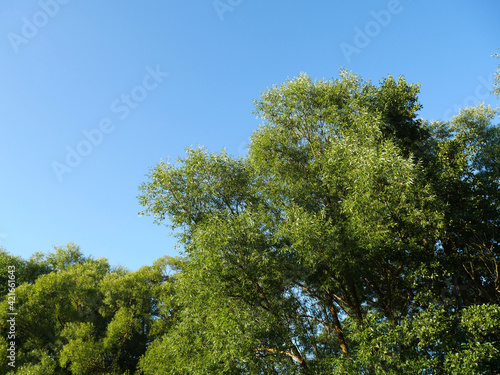 Wallpaper Mural Summer landscape with green grass and blue sky. Country road and trees. Clear day Torontodigital.ca