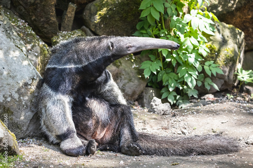 Canvas Print Giant anteater with fat tummy resting on the ground
