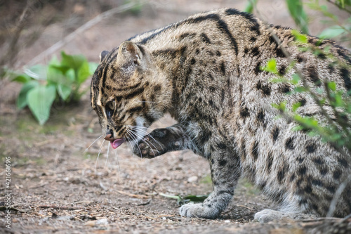 Beautiful fishing cat sitting with a raised paw. Wild asian cat (Prionailurus viverrinus) with yellowish tawny fur with black spots and stripes. © TashaBubo