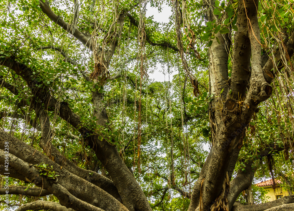 Fototapeta premium The Banyan Tree in The Courthouse Square is The Largest Tree in The United States, Lahaina, Maui, Hawaii, USA
