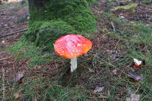 muschroom with mossy trea photo